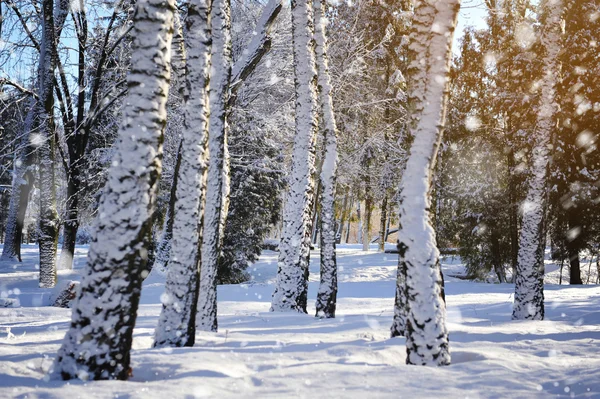 Vinterskog — Stockfoto