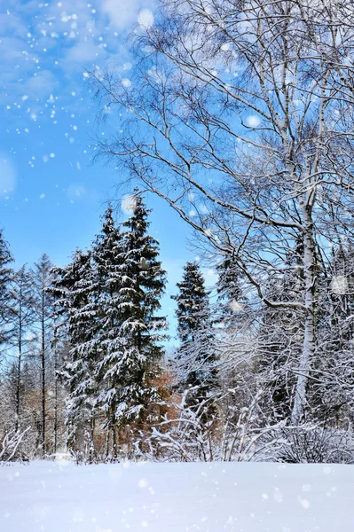 Krásná zimní krajina se zasněženými stromy — Stock fotografie