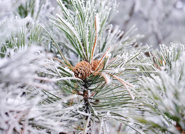 Frysta pine gren med kotte — Stockfoto