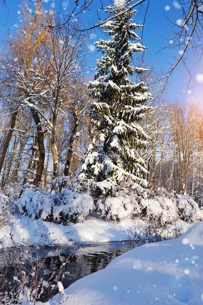 美丽的冬季风景，冰雪覆盖的树木 — 图库照片