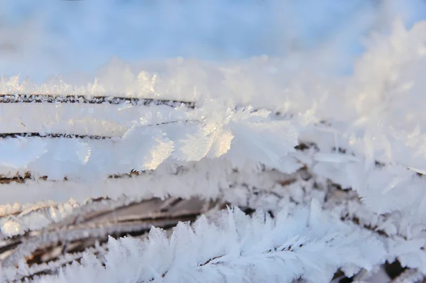 Frost ile kaplı Şubesi yakın çekim — Stok fotoğraf