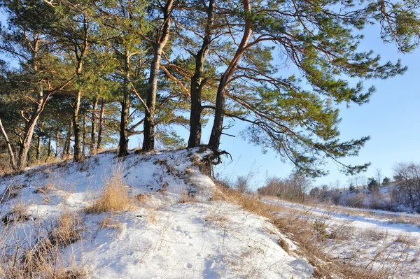 Winter pine forest in sunny day — Stock Photo, Image