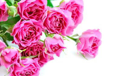 Beyaz arkaplanda izole edilmiş pembe güller