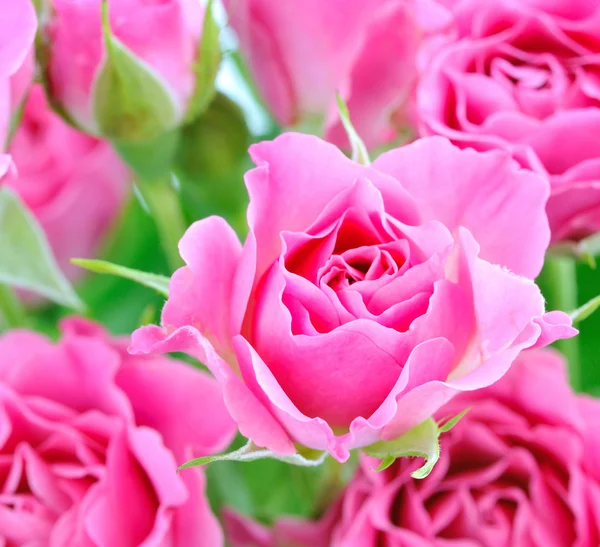 Romantische achtergrond met roze rozen — Stockfoto