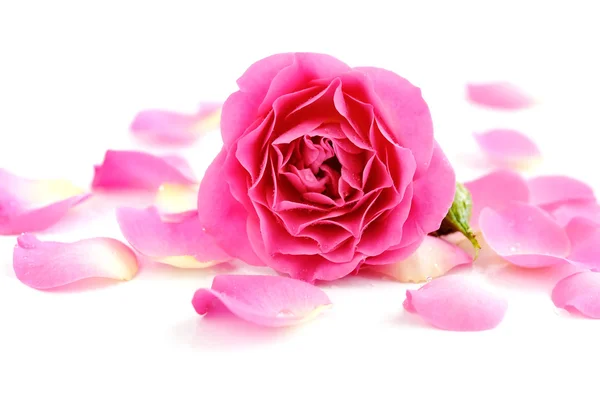 Růžová růže a lístky na bílém pozadí — Stock fotografie