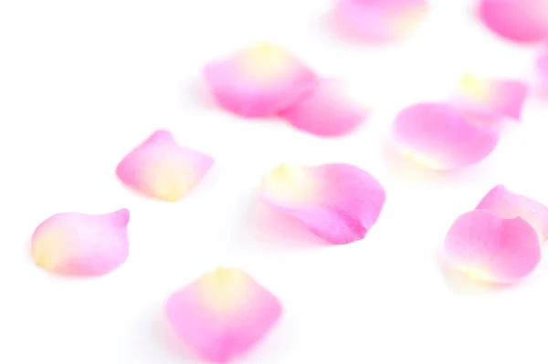 Petals of roses on a white background — Stock Photo, Image