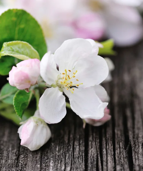 Apple blossom på en gammal trä bakgrund — Stockfoto