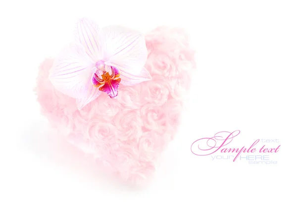 一朵兰花，白色背景上的毛皮粉红色心 — 图库照片#