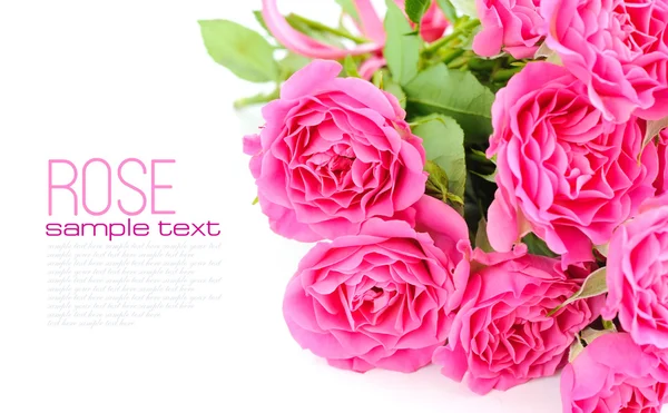 Pink roses on white background — Stock Photo, Image