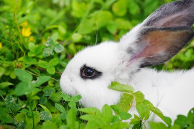 bebek beyaz tavşan çim