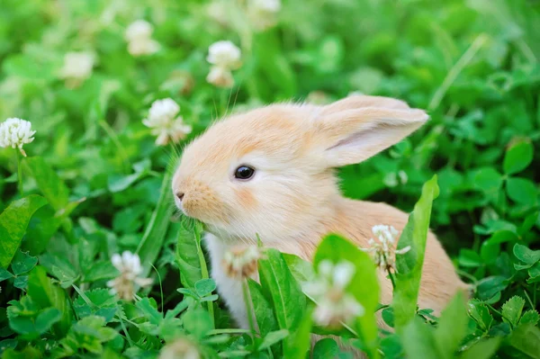 Маленькие кролики на зеленой траве — стоковое фото