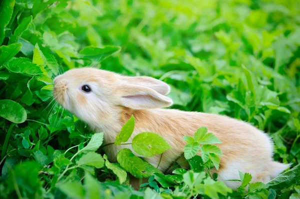 Pequeño conejo sobre hierba verde — Foto de Stock