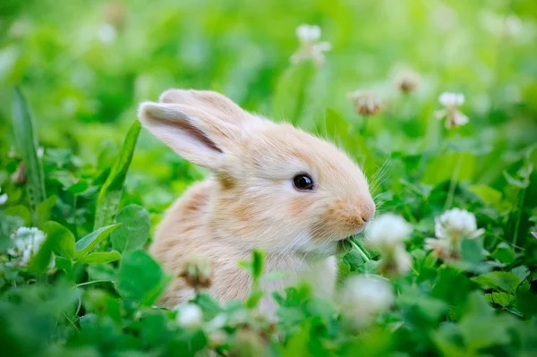 Lite rabbiti på grönt gräs — Stockfoto