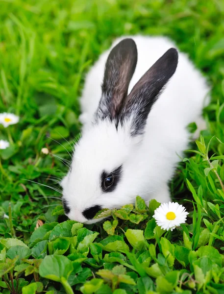 Baby wit konijn op gras — Stockfoto