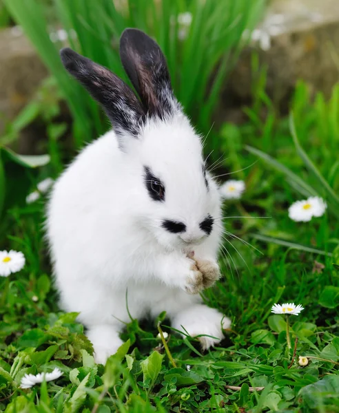 赤ちゃんの白いウサギの草の上 — ストック写真