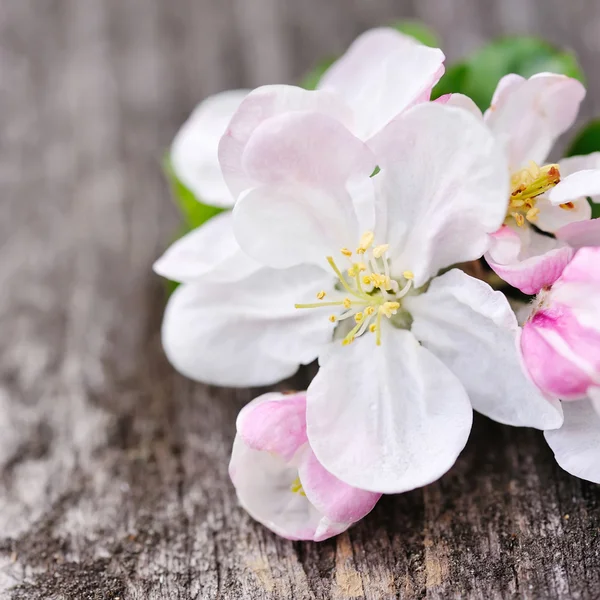 Fleur de pomme sur un vieux fond en bois — Photo