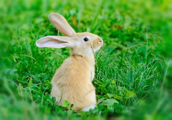 Petit lapin sur herbe verte — Photo