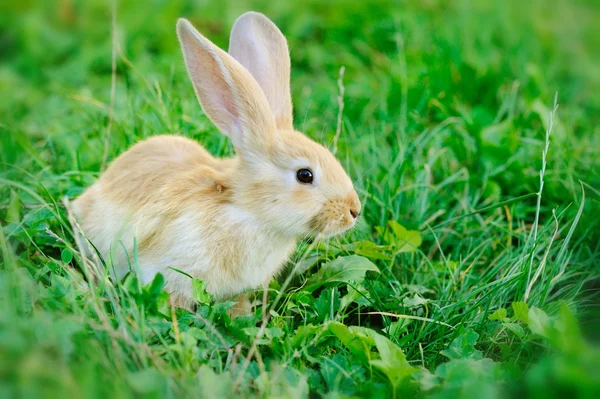 Little rabbit on green grass — Stock Photo, Image