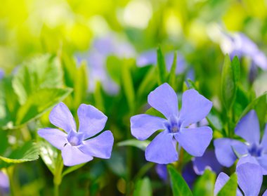Periwinkle Vinca Ormanda mavi bahar çiçekleri