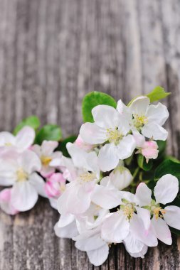 eski ahşap arka plan üzerinde elma çiçeği