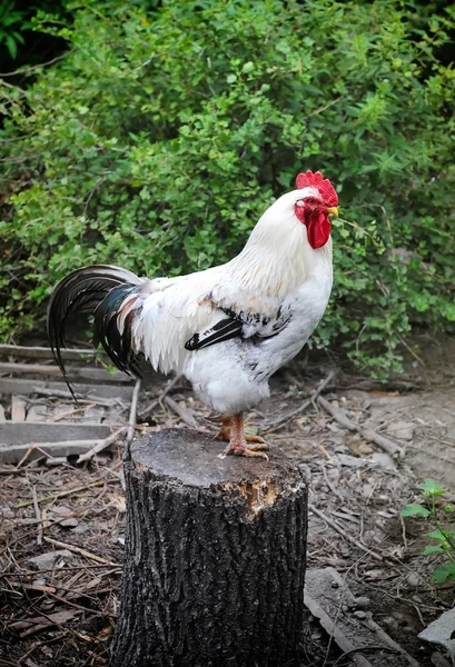 Blanco polla en la granja patio —  Fotos de Stock
