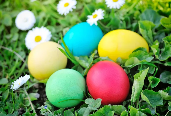 Oeufs de Pâques colorés sur herbe verte — Photo