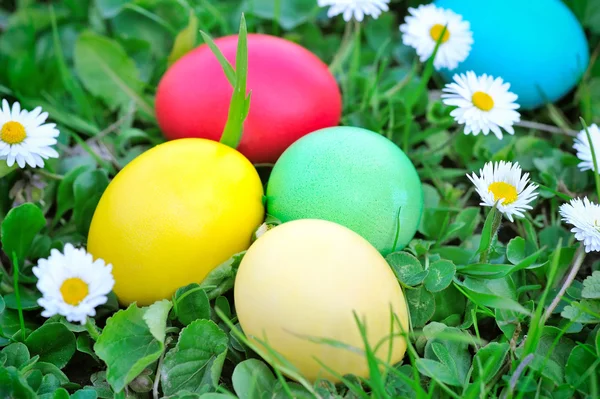 Oeufs de Pâques colorés sur herbe verte — Photo