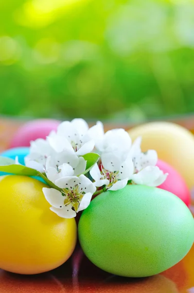 Gekleurde Pasen eieren met witte bloemen — Stockfoto