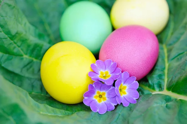 Цветные пасхальные яйца с фиалковыми цветами — стоковое фото