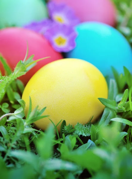 Oeufs de Pâques colorés sur herbe verte — Photo