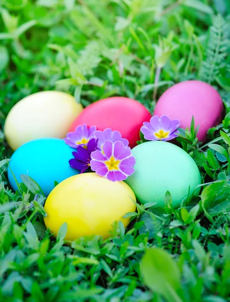 Uova di Pasqua colorate con primula su erba verde — Foto Stock