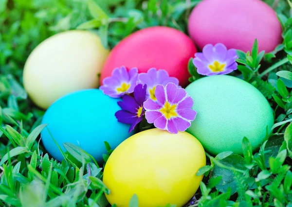 Huevos de Pascua de color con onagra sobre hierba verde —  Fotos de Stock