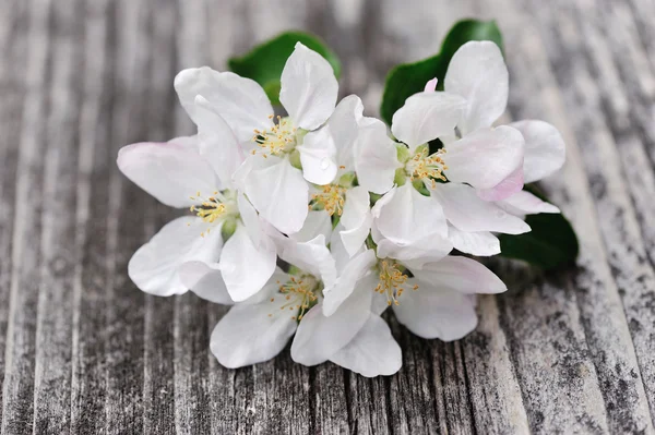 Fleur de pomme sur un vieux fond en bois — Photo