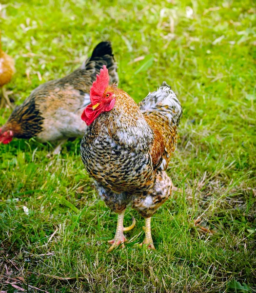 Haan en kippen op gras — Stockfoto