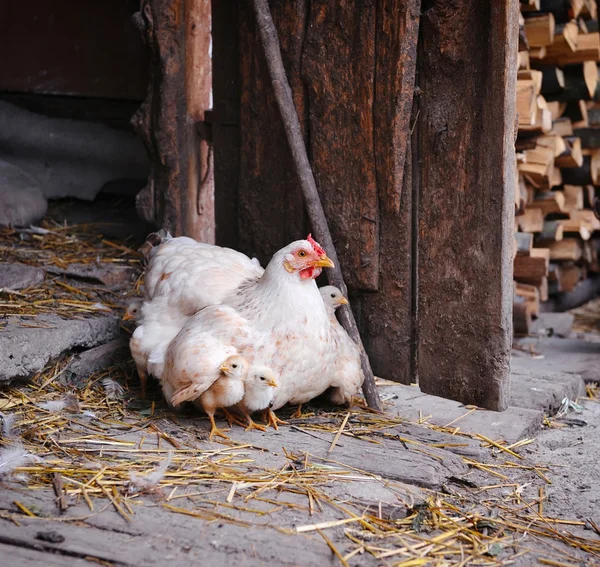 Henne mit Hühnern — Stockfoto