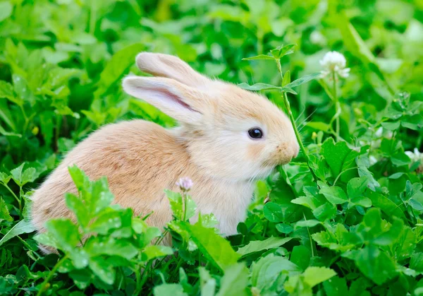 Malý rabbiti na zelené trávě — Stock fotografie