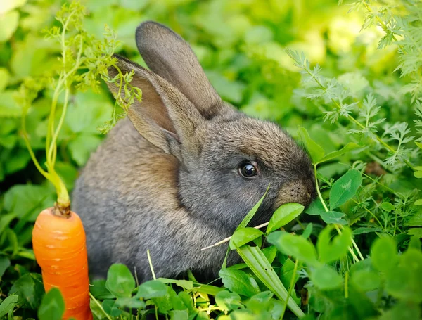 Funny baby gray rabbit with a carrot on grass — Stock Photo, Image