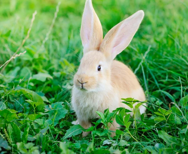Lidt kanin på grønt græs - Stock-foto
