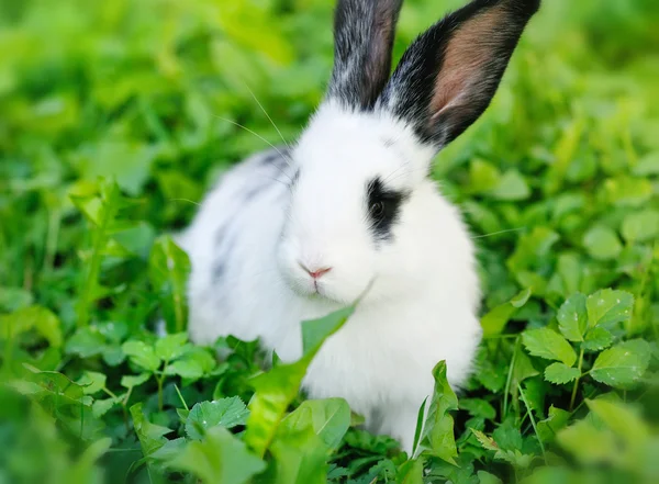 Baby white rabbit on grass — Stock Photo, Image