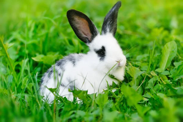 Baby wit konijn op gras — Stockfoto