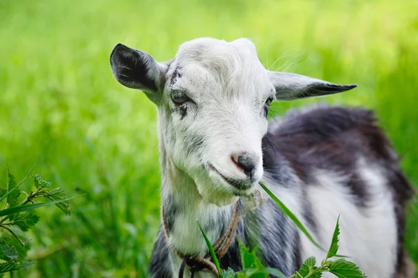 Geit op een weiland — Stockfoto