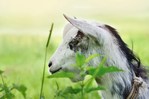 Geit op een weiland — Stockfoto