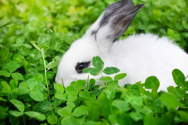 Baby white rabbit on grass — Stock Photo, Image