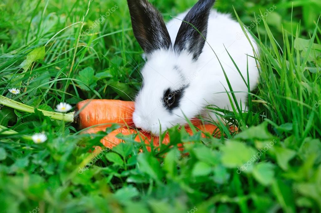 Bebe Lapin Blanc Drole Avec Une Carotte Sur L Herbe Image Libre De Droit Par Nataliiamelnyc C Bebe Lapin Blanc Drole Avec Une Carotte Sur L Herbe Image Libre De Droit Par Nataliiamelnyc C