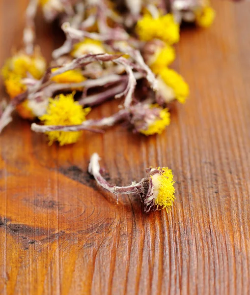 Szárított virágok martilapu (Tussilago farfara), a fából készült háttér — Stock Fotó