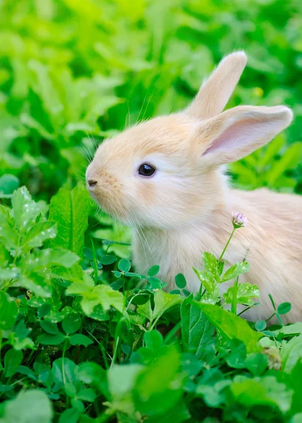 Konijntje op groen gras — Stockfoto