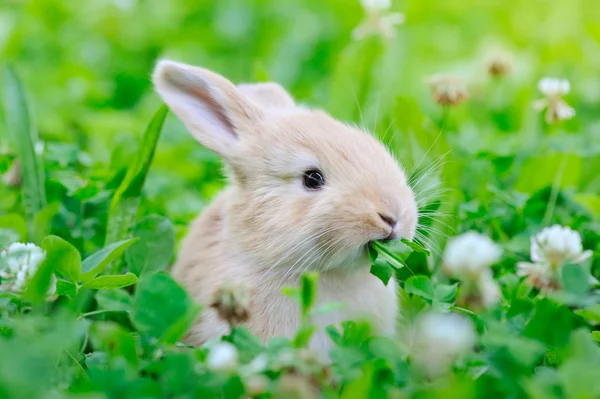 Liten kanin på grönt gräs — Stockfoto