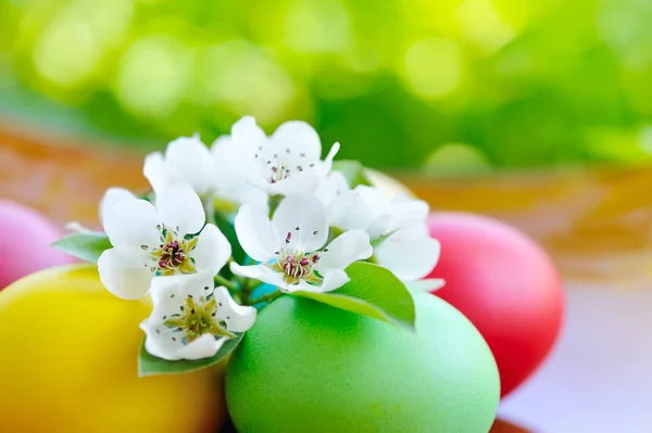 Χρωματιστά Πασχαλινά αυγά με τα άσπρα λουλούδια — Φωτογραφία Αρχείου