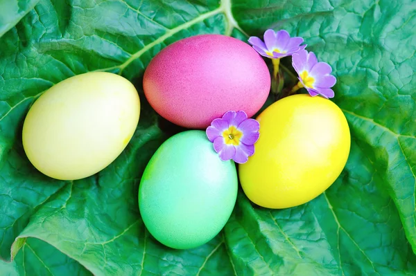 Huevos de Pascua de colores con flores violetas — Foto de Stock