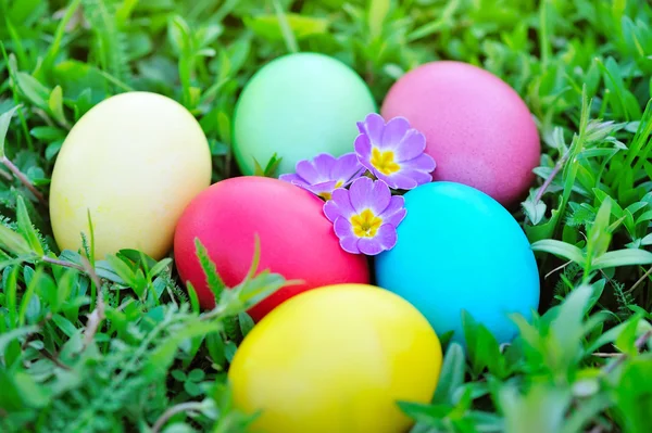 Färgade påskägg med blommor primrose på grönt gräs — Stockfoto